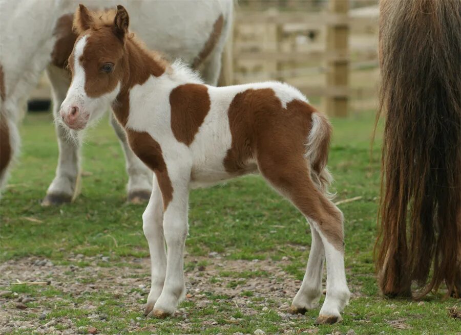 Mini pony. Лошади породы Фалабелла. Жеребенок Фалабелла. Пони Фалабелла. Мини лошадь Фалабелла.