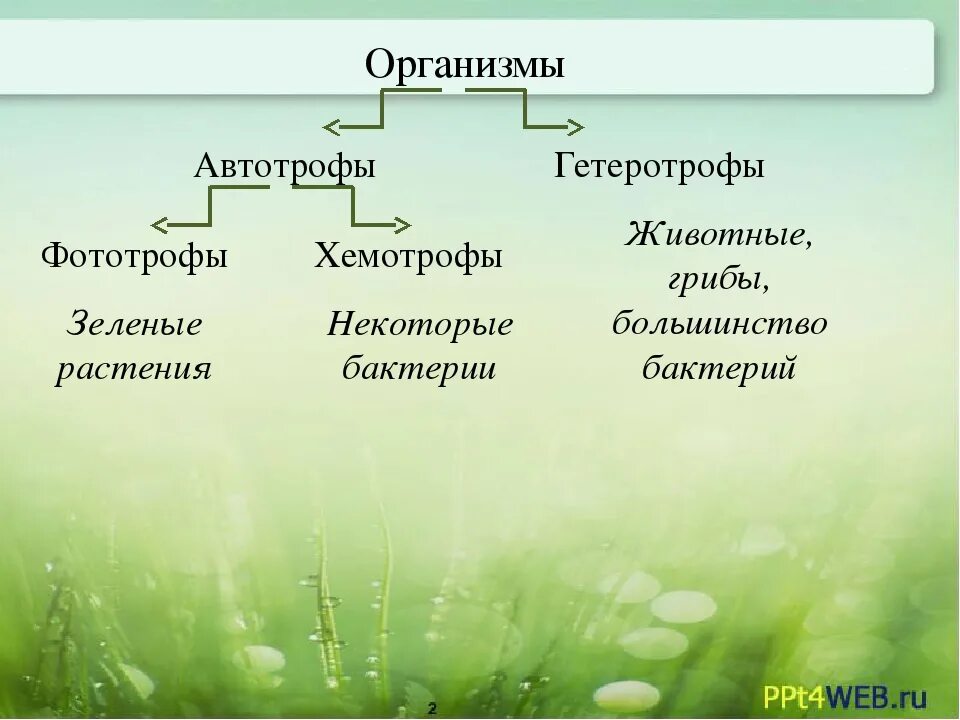 Прокариот автотроф