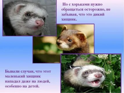 Хорек краткое описание