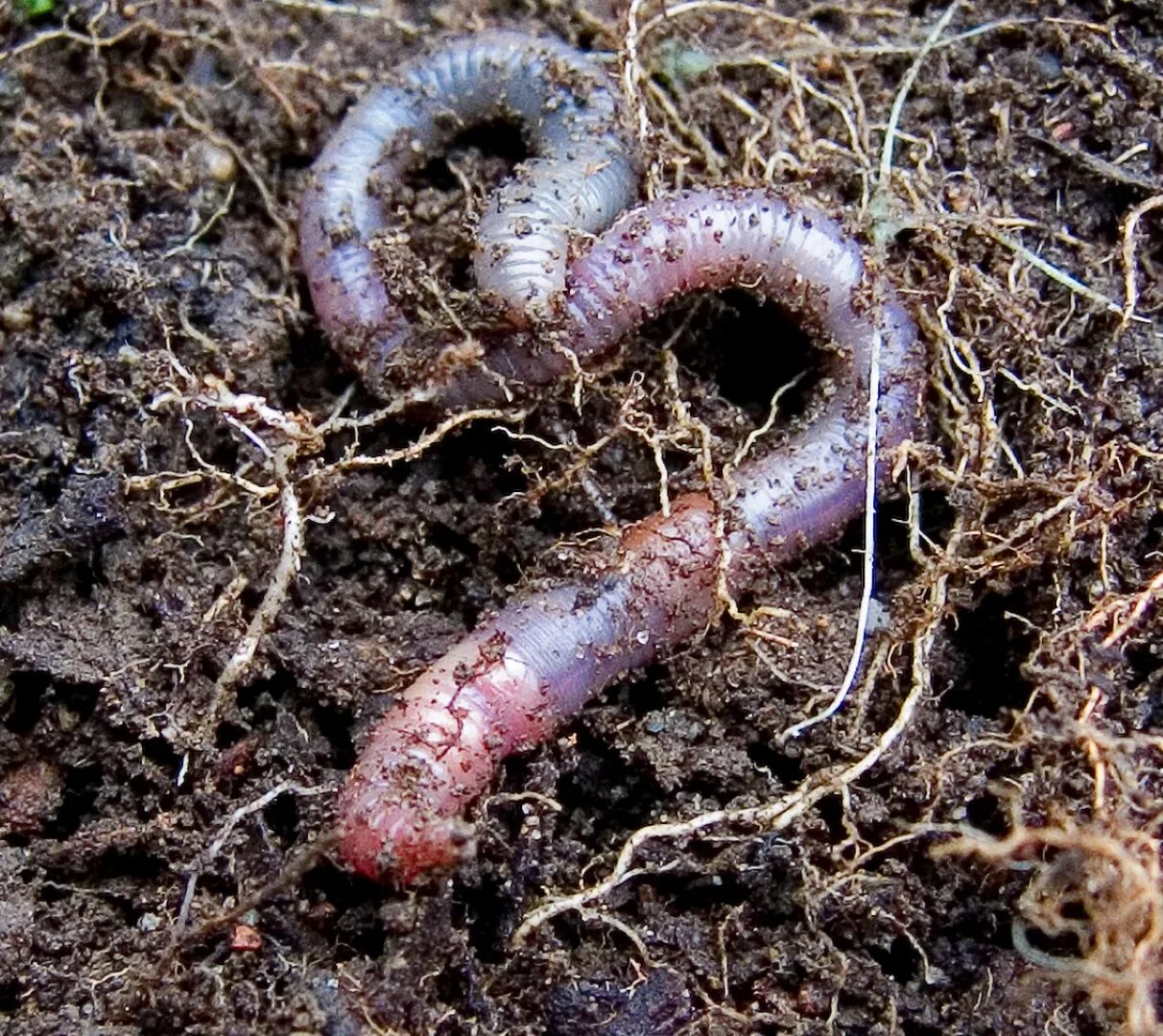 Черви весной. Lumbricus terrestris обыкновенный дождевой червь. Красный червь (Lumbricus rubellus. Allolobophora caliginosa Пашенный червь.