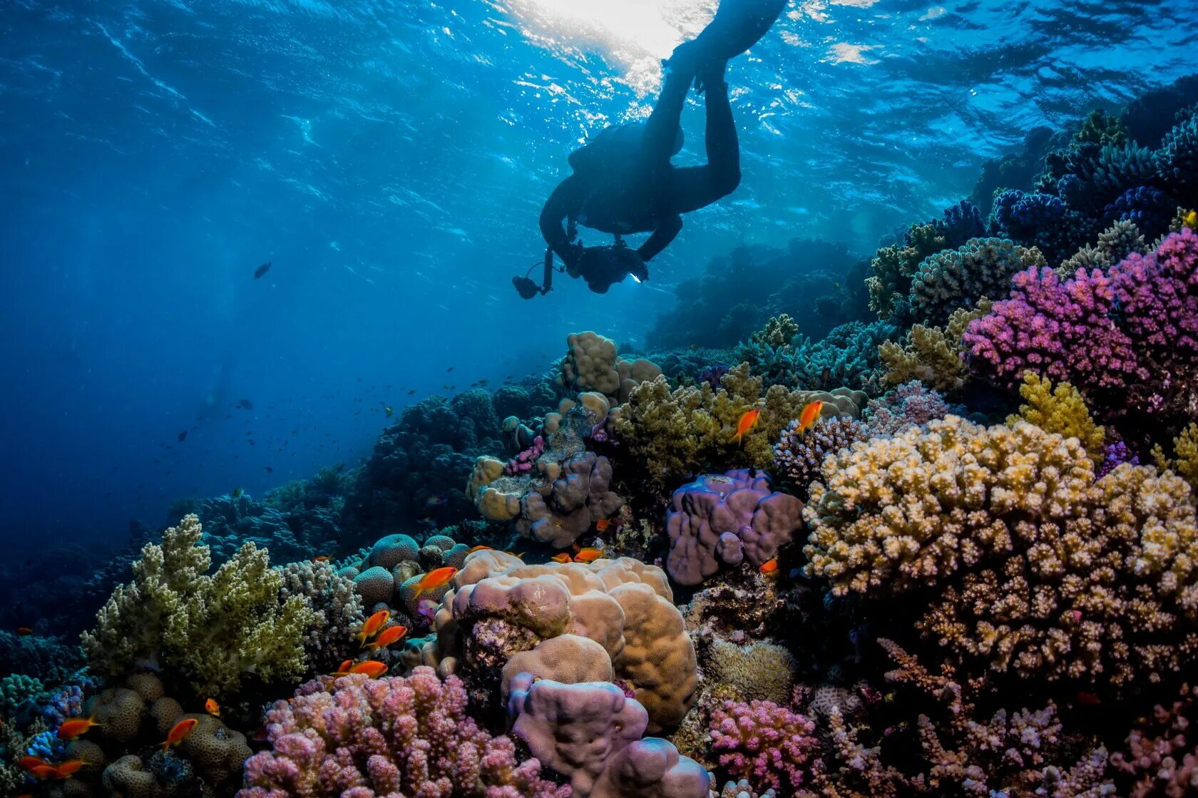 Sea dive. Красное море Скуба дайвинг. Коралловый риф красное море аквалангист. Красное море снорклинг. Египет снорклинг красное море.