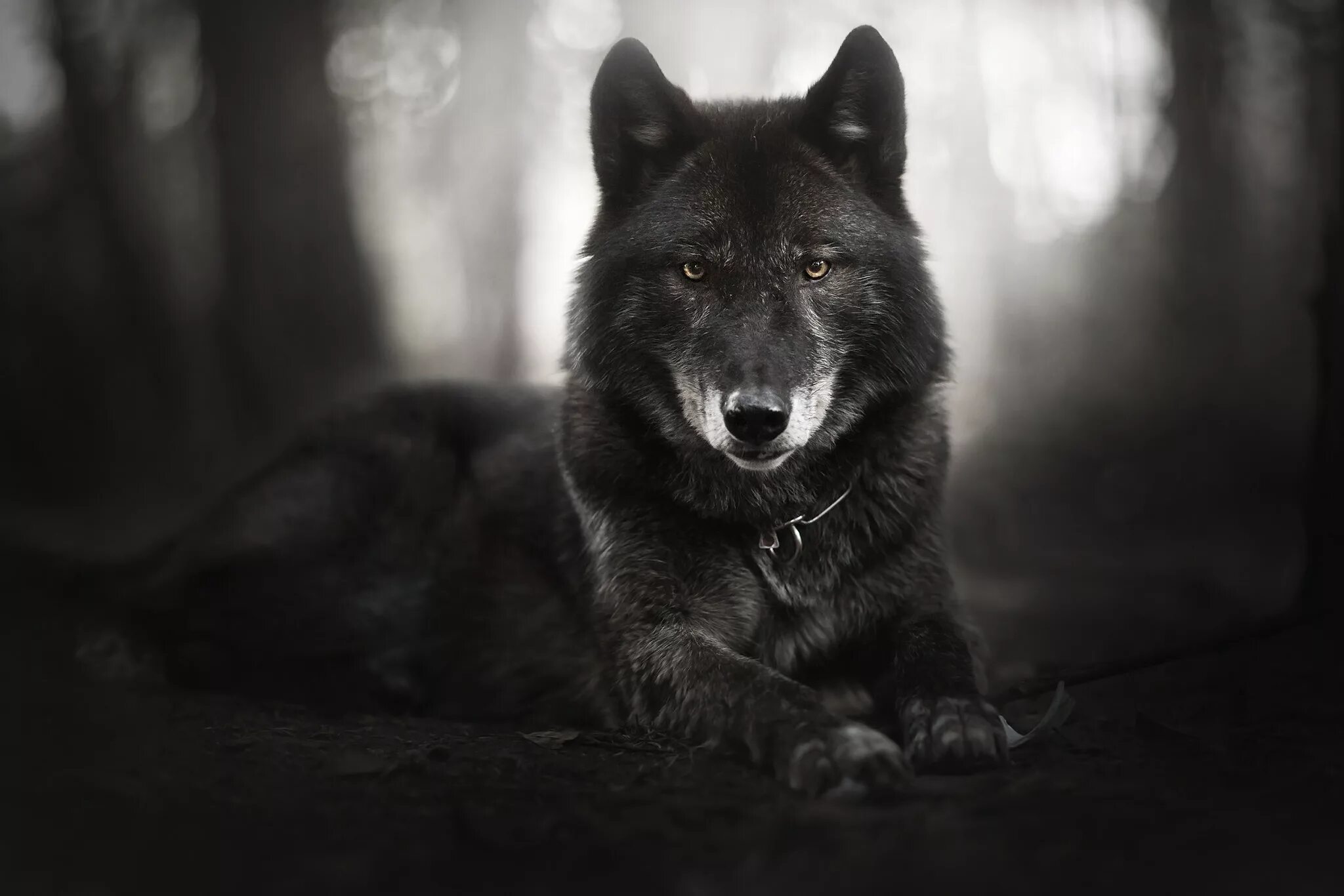 Pin by Blondy on Wolf Wolf dog, Wolf photos, Wolf photography