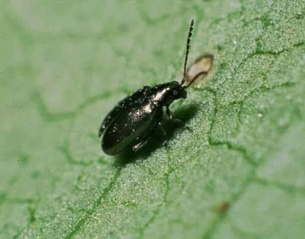 Тля бахчевая (aphis gossypii). Земляничный долгоносик жук. Крестоцветная блошка личинки. Крестоцветная блошка. Жуки едят огурцы.