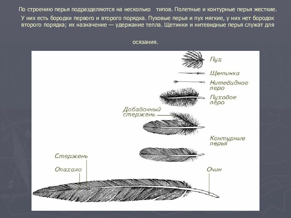 Строение контурного пера птицы. Перо птицы строение. Строение пухового пера. Схема строения контурного пера птицы. Сравнение контурного и пухового пера размеры