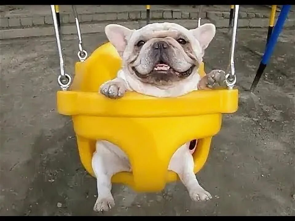 Собака качается на качелях мем Puppies In Swings Is The Most Adorable Thing You'll See Today Puppies, Cute litt