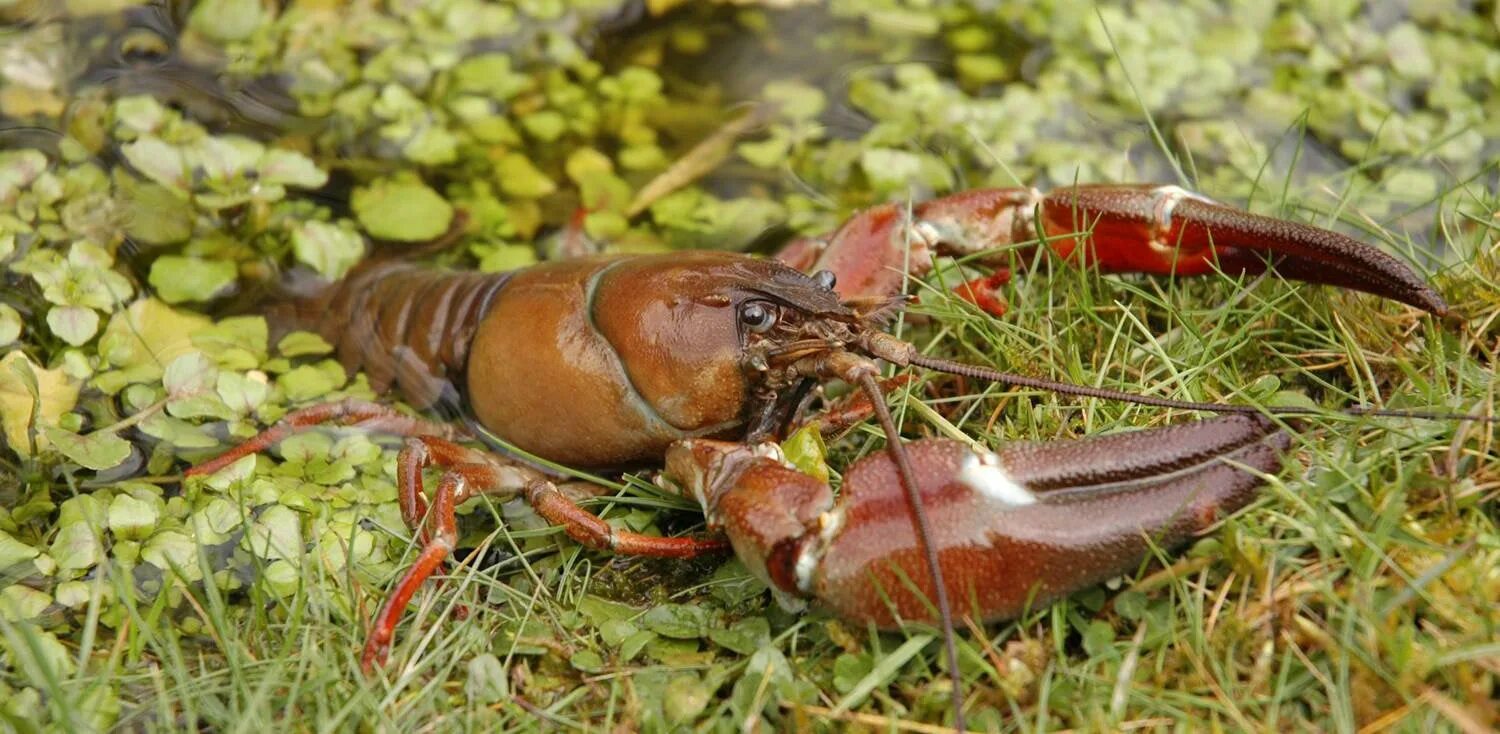 Ракообразные в озерах. Pacifastacus leniusculus. Речные рачки. Рачки в водоемах. Рачки обитающие в прудах.