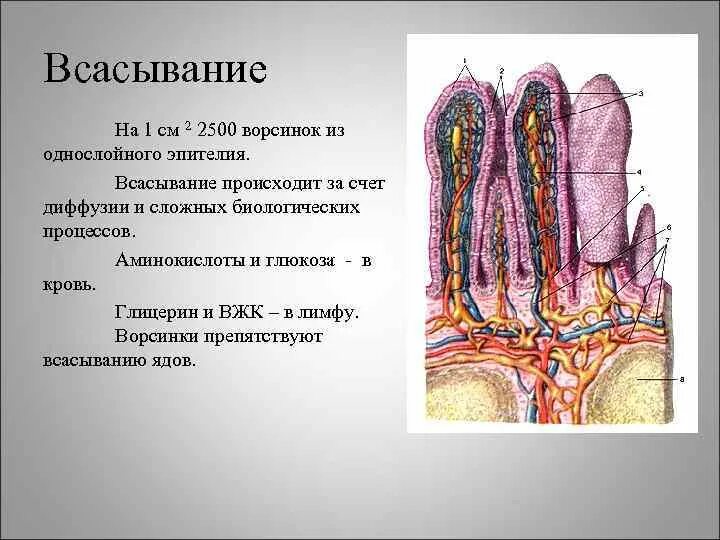 Всасывание жиров ворсинками кишечника. Строение кишечной ворсинки. Строение всасывания. Ворсинки строение и функции. Всасывание в кишечных ворсинках.