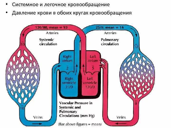 Особенности легочного кровообращения. Физиология кровообращения. Легочное кровообращение. Кровообращение легких физиология.