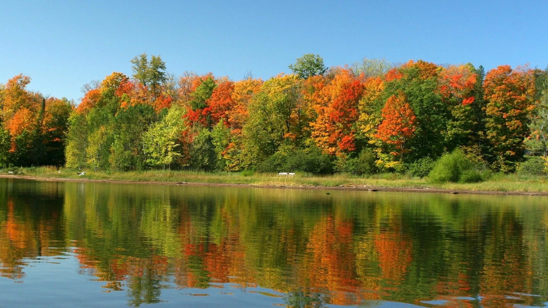 Fall scenes. Кленовая роща пруд озеро. Осень. Ранняя осень. Сентябрь природа.