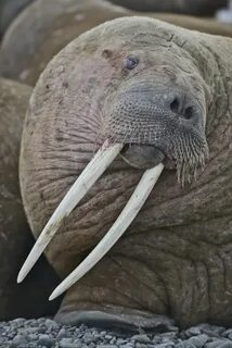 Большая моржа