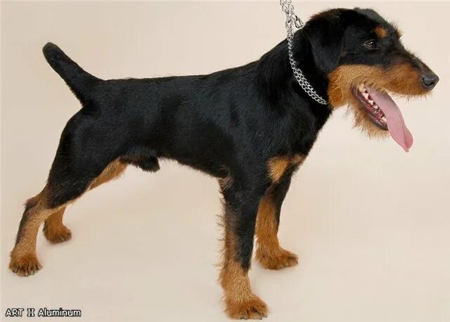 Terrier Dog Breeds: Explore the Charm of Small Black and Brown Dogs
