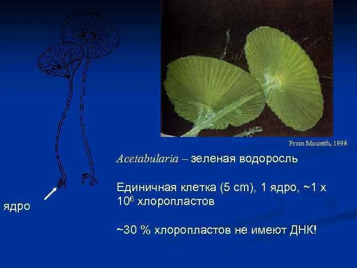 В каких водорослях нету ядра