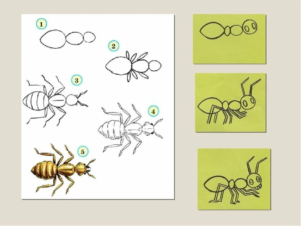 Поэтапное рисование насекомых. Рисование насекомые в подготовительной гр. Насекомые для дошкольников рисование. Рисование насекомые старшая группа.
