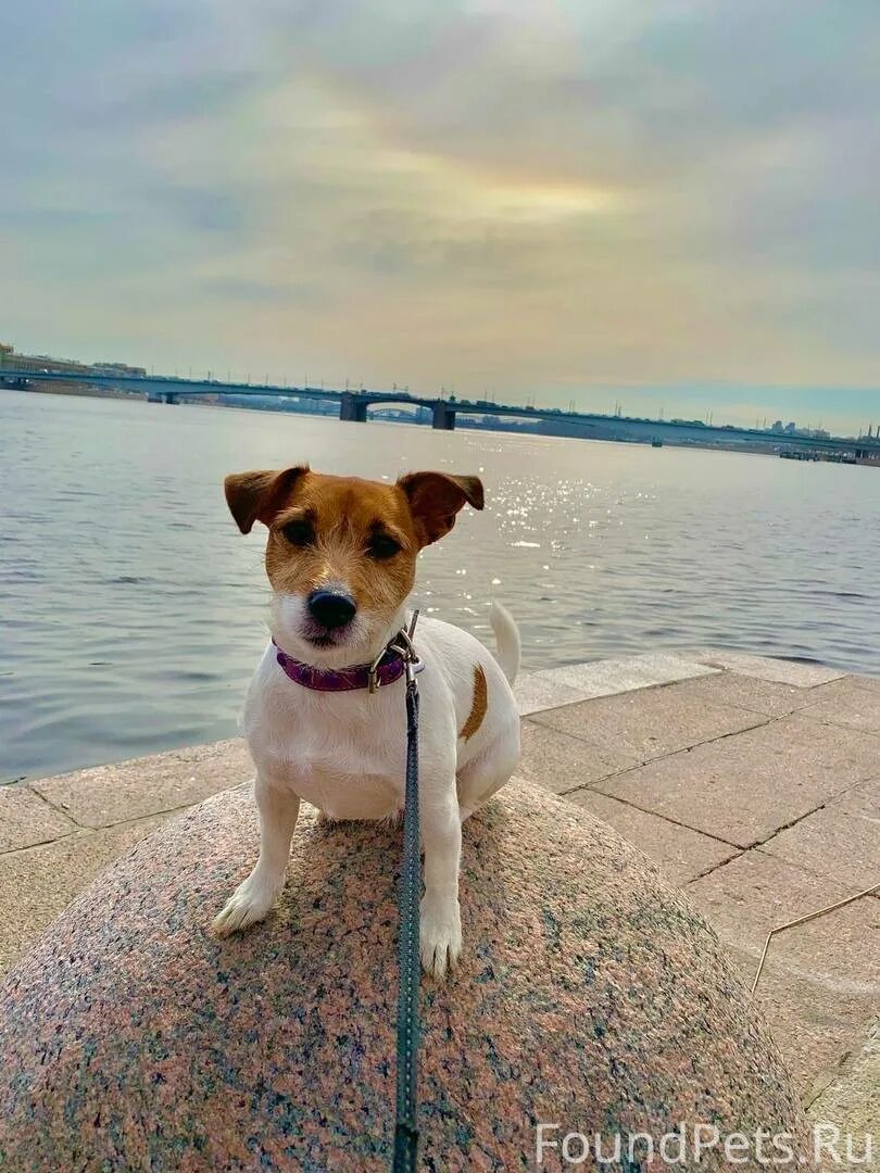 Собака джек рассел девочка. Собака джек рассел терьер. Порода собак джек рассел. Джек рассел собака. Имена для джек рассел терьера.