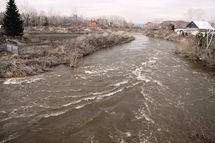 Река искитим. Река Бердь Искитим. Река Шипуниха Новосибирская область. Река Койниха Новосибирская область. Койниха Искитим.