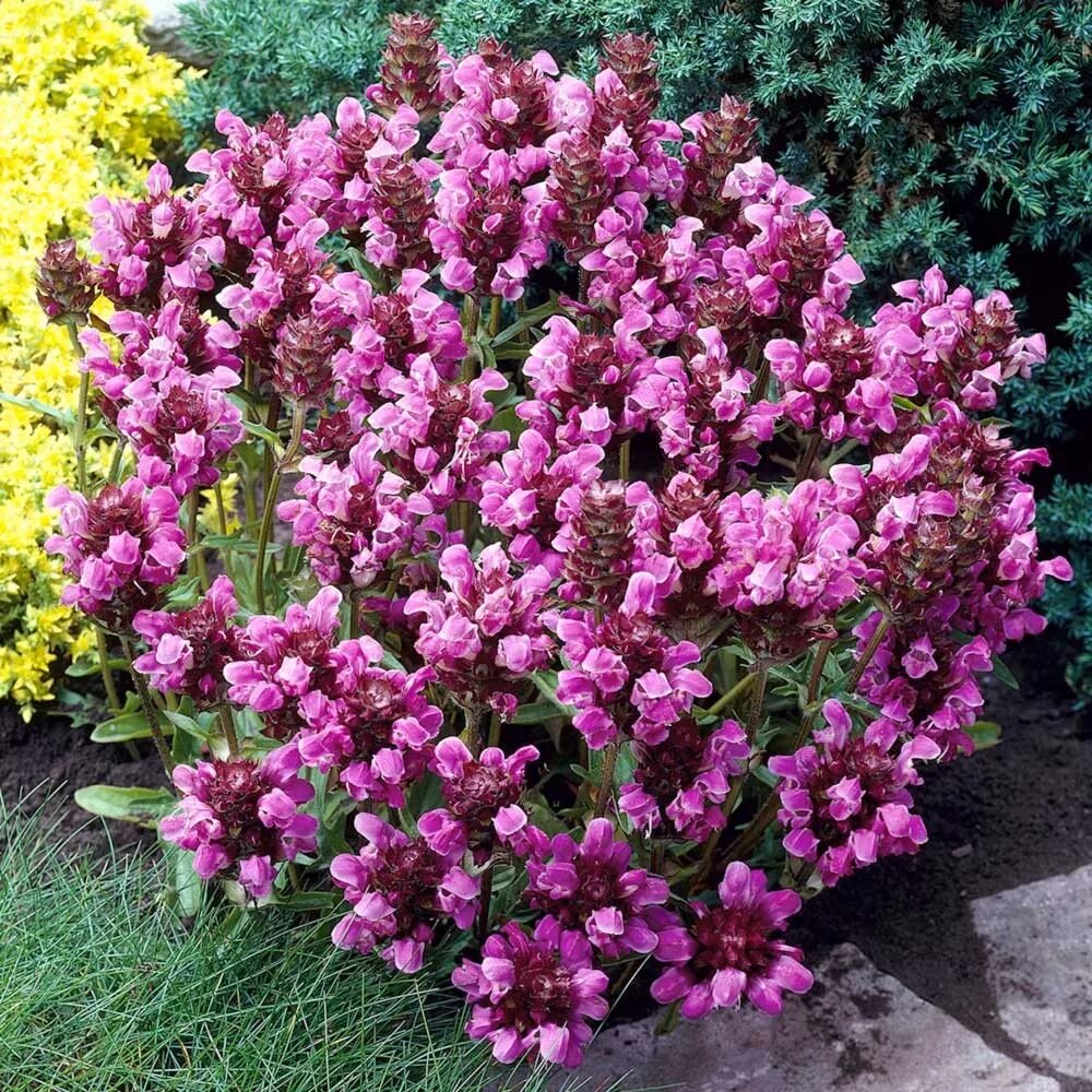 Многолетние цветы 30 см высотой. Черноголовка (Прунелла) крупноцветковая. Прунелла Черноголовка многолетник. Прунелла Черноголовка розовая. Прунелла грандифлора.