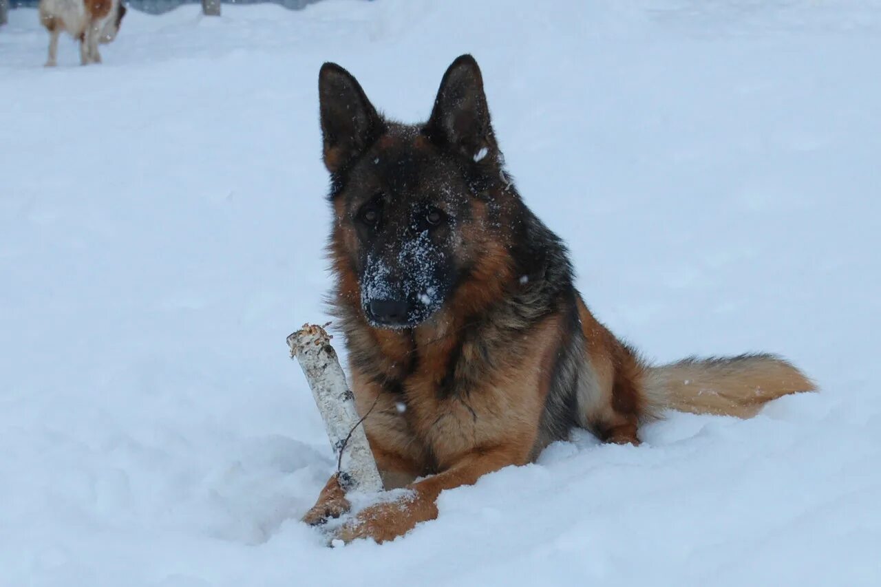 Ареал рось. Ареал рось. Питомник собак в пензе немецкая овчарка щенки. Ареал рось питомник. Немецкая овчарка длинношерстная фото.