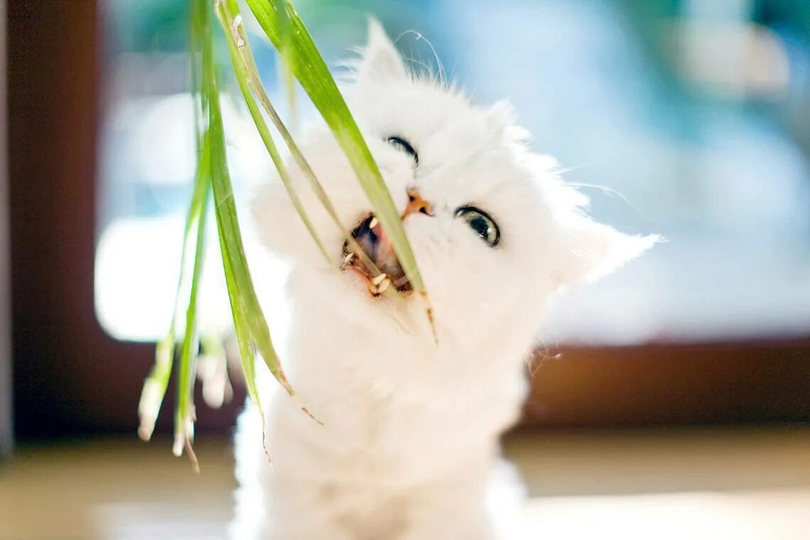 Кошка ест цветы. Кот жевал цветы. Коты едят цветы. Кот обгрыз цветок. Кошка съела тюльпан