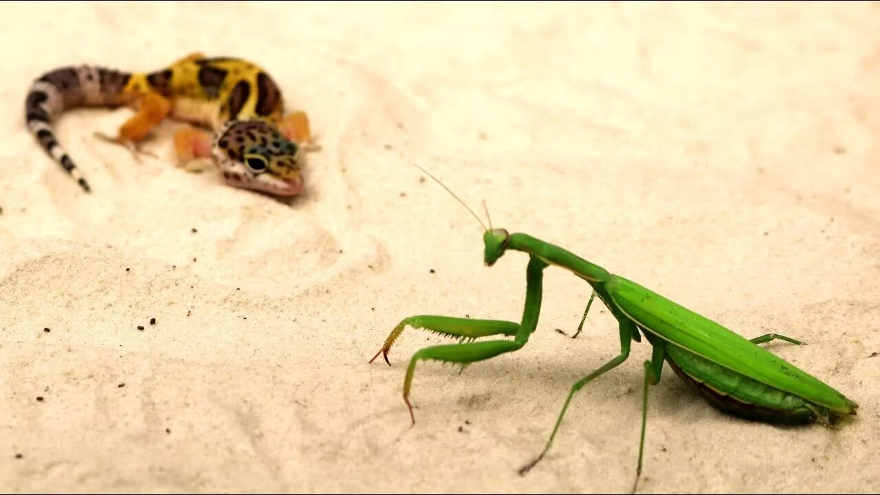 Шершень убийца против богомола. Богомол в бою. Богомол битва жуков. Смешной богомол. Битва богомола.