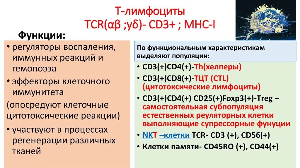 Функции т4 лимфоцитов. Роль b лимфоцитов. Функции b лимфоцитов иммунология. Функция т лимфоцитов и б лимфоциты. Размер лимфоцитов