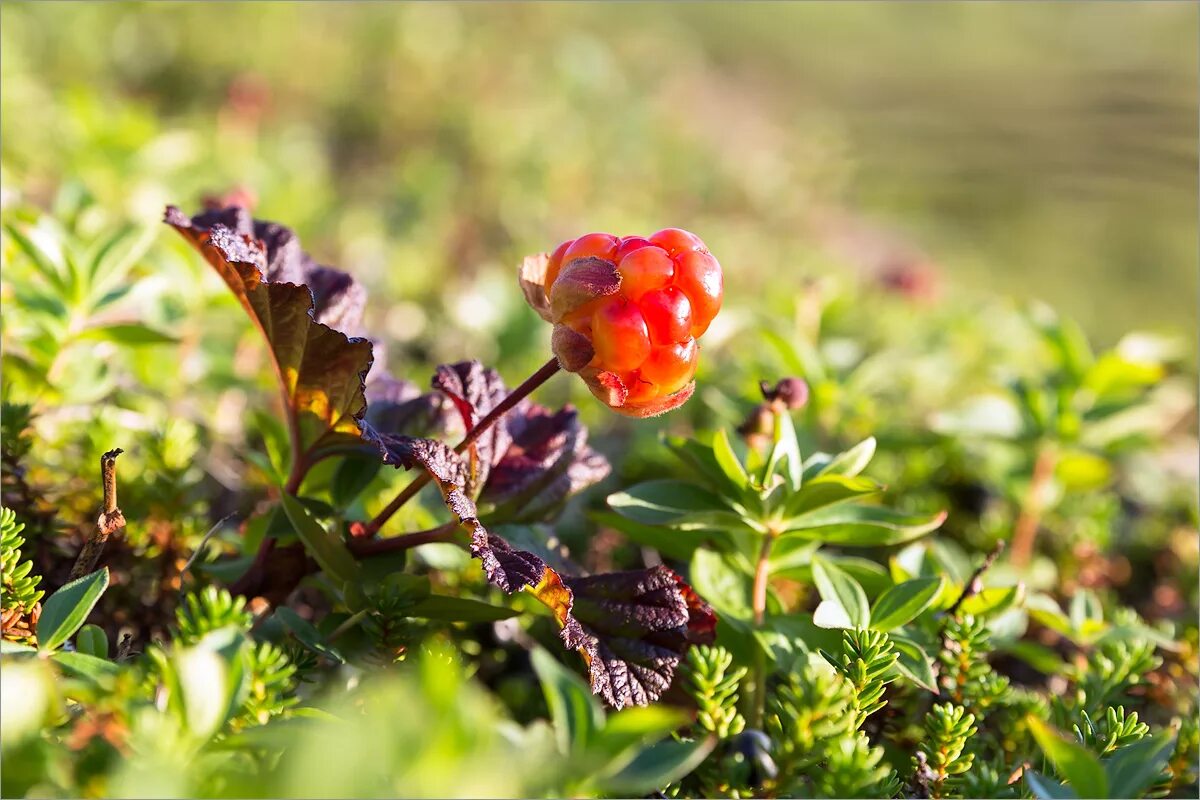 Кустарниковая тундра Морошка. Тундра растения тундры. Rubus chamaemorus. Кустарничковая тундра растения.