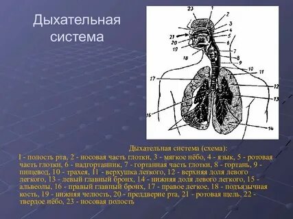 Какие органы дыхания у простейших