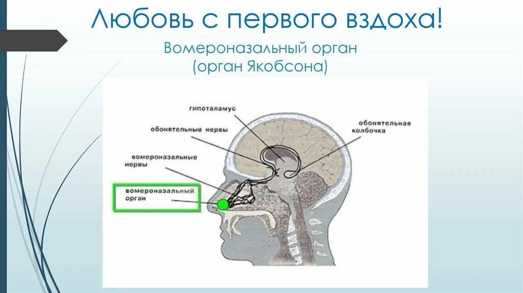 Вомероназальная система строение. Вомероназальный орган человека. Орган феромонов. Вомероназальный орган обоняния. Орган феромонов.
