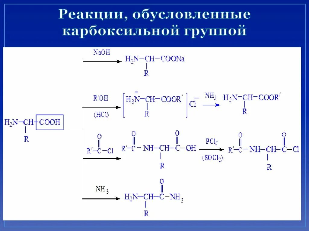 Реакция функционального ответа. Реакции протекающие по карбоксильной группе. Реакция по карбоксильной группе аминоуксусной кислоты. Реакции протекающие по карбоксильной группе аминокислот. Реакции аминокислот по карбоксильной группе.