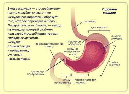 Привратник егэ