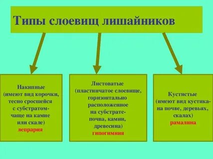 Типы слоевищ