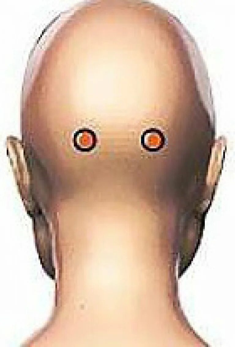 Мышцы задней части шеи и затылка. Голова человека. Мышцы на затылке головы. Силуэты головы человечков. Человек в профиль.