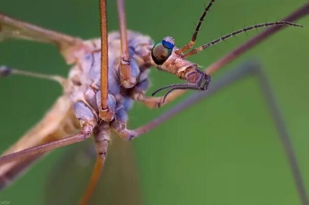 Как называется большой комар. Малярийный комар долгоножка. Карамора комар долгоножка. Красный комар долгоножка. Долгоножка лаково-чёрная.