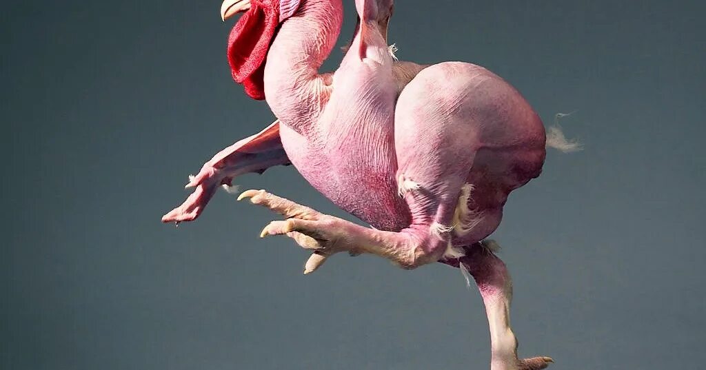 Сон ощипанные куры. Сон ощипанные куры. Автор скульптуры петуха общипанного. Трёхцветная курица ощипанная. Петушарик.