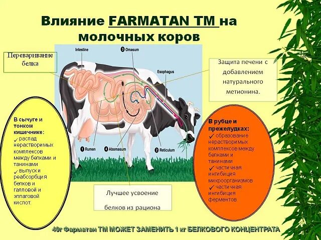 Фарматан. Гепатопротектор для крс. Фарматан гель инструкция по применению в ветеринарии. Эспакокс ветеринарный. Фарматан тм для коров.