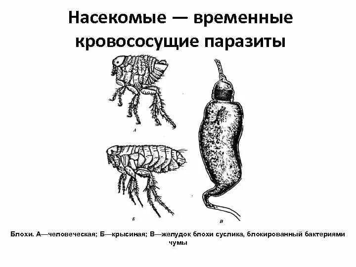 Отличие паразитов от паразитов