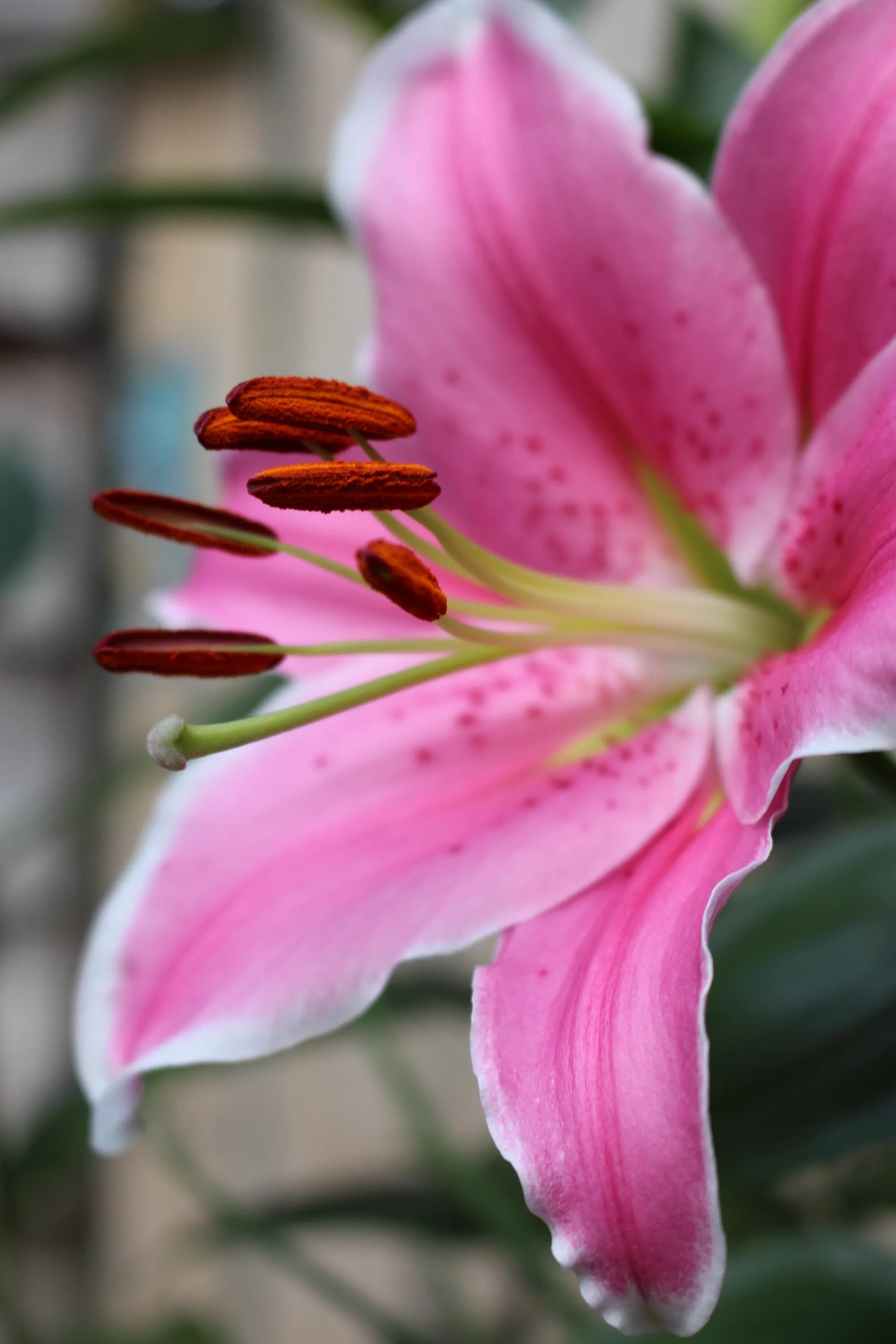 Lily picture