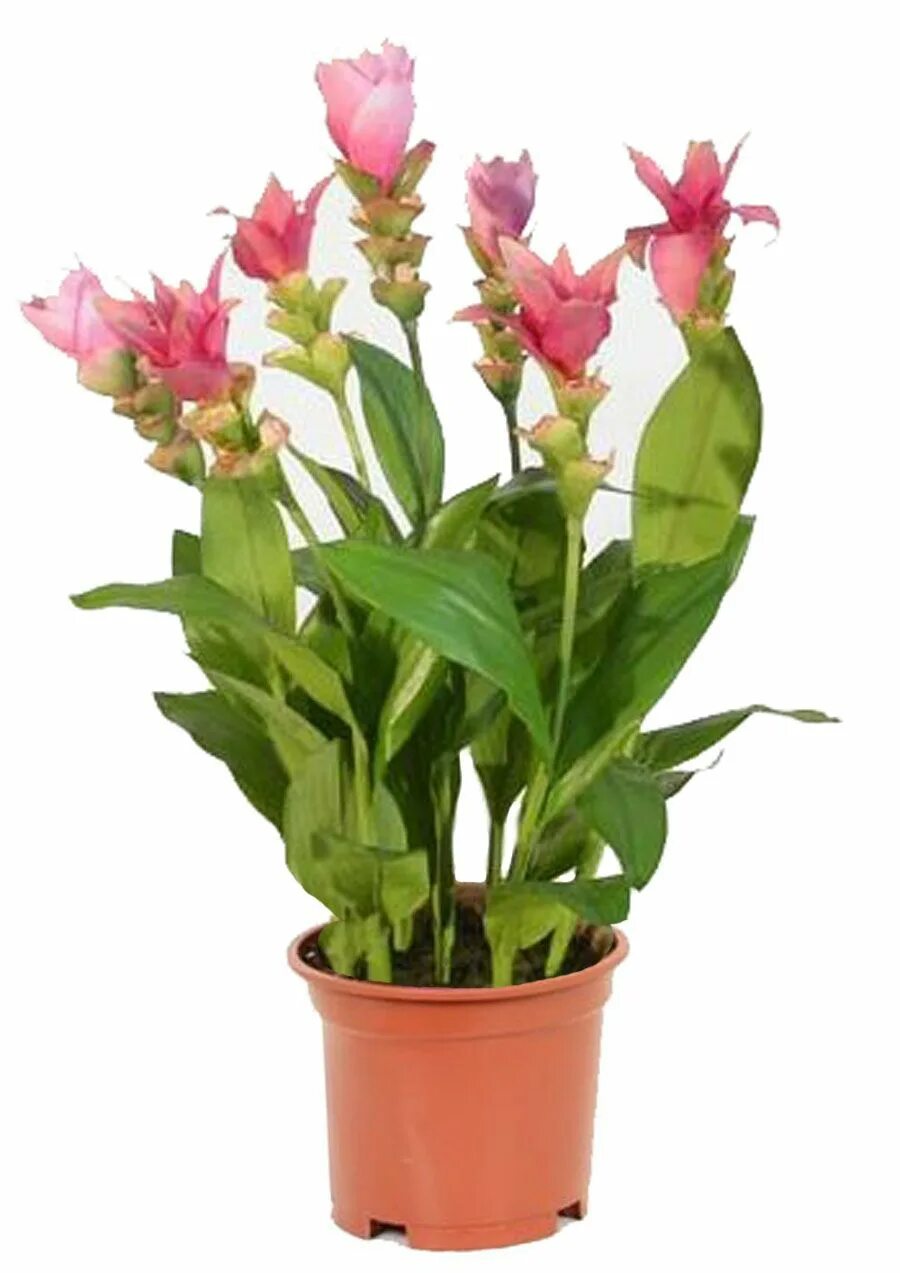 имбирь прорастить. имбирь прорастить. имбирь вырастить дома. проращивание корня имбиря. имбирь рассада.