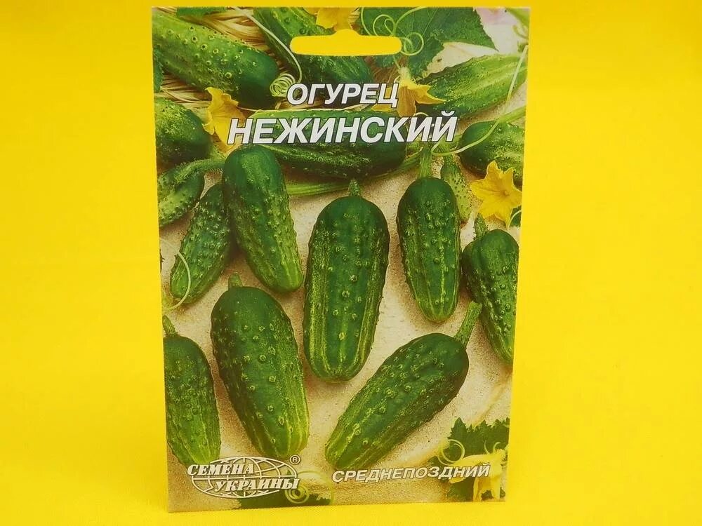 Сорта огурцов нежинский отзывы. Сорта огурцов нежинский отзывы. Огурцы сорт нежинский 12. Огурец сорт нежинский. Сорт огурцов нежинский.