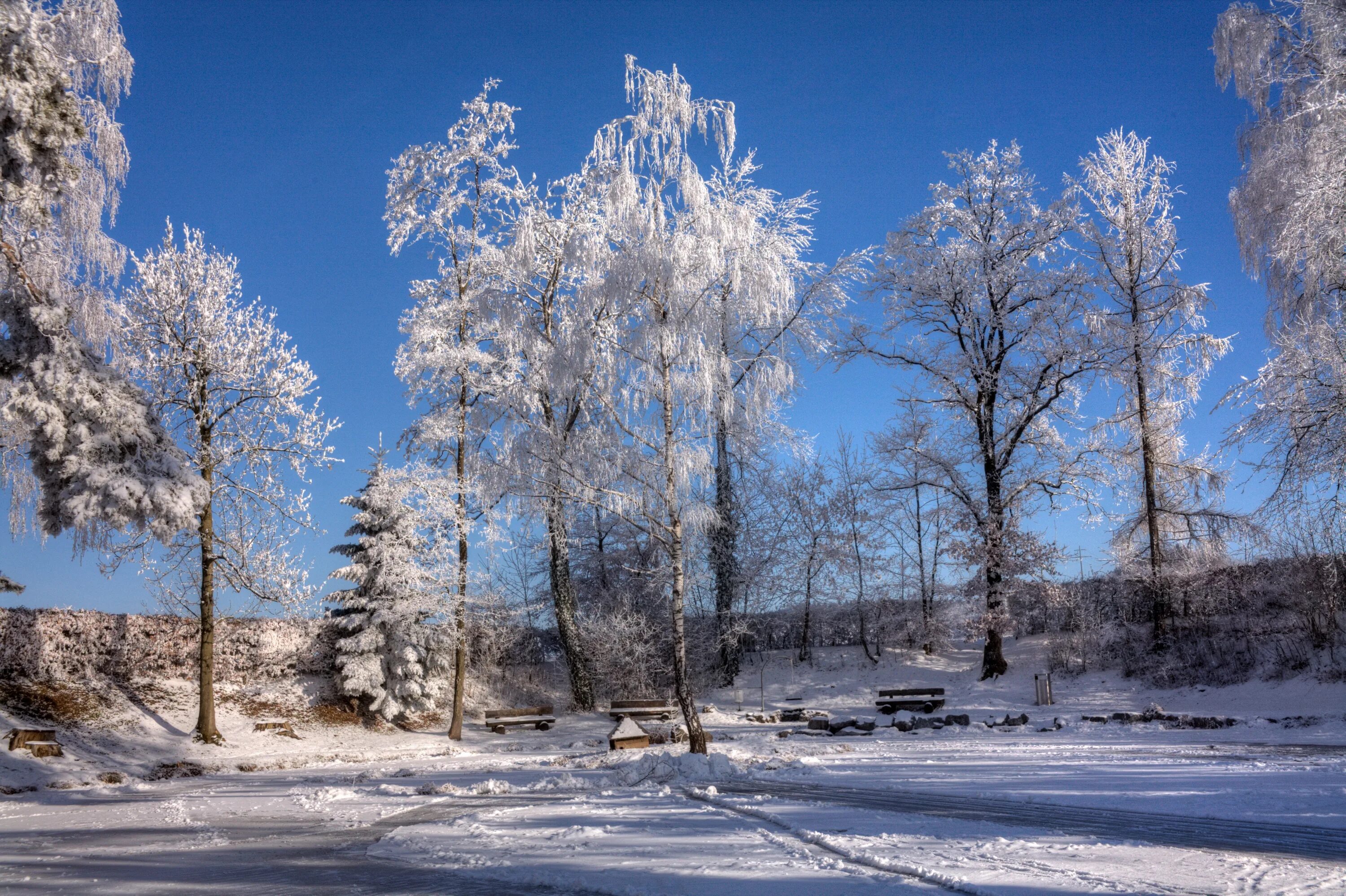 Хай зима. Зима деревья. Волшебное зимнее дерево. Зима фото. Деревья зимой фото.