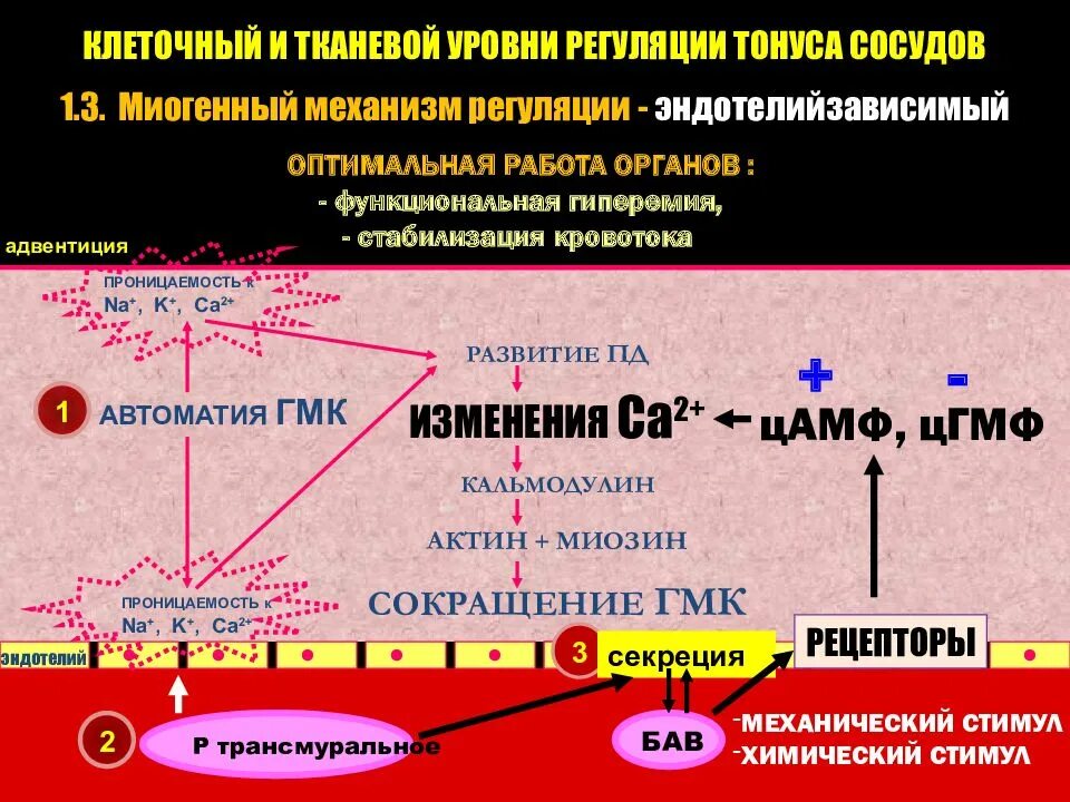 Изменение тонуса сосудов