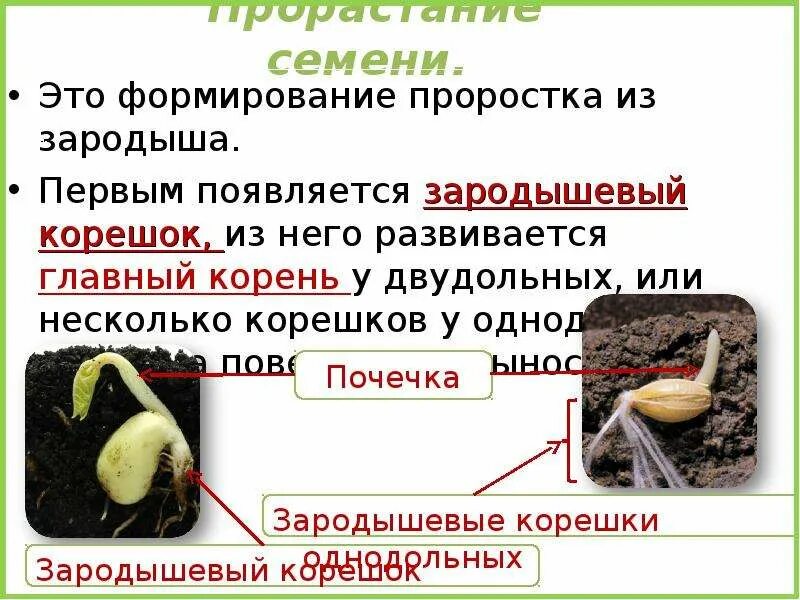 Прорастание семян проросток. Формирование зародыша семени. Зародышевый корешок. Что формируется при прорастании семени. Главный корень зародыша развивается