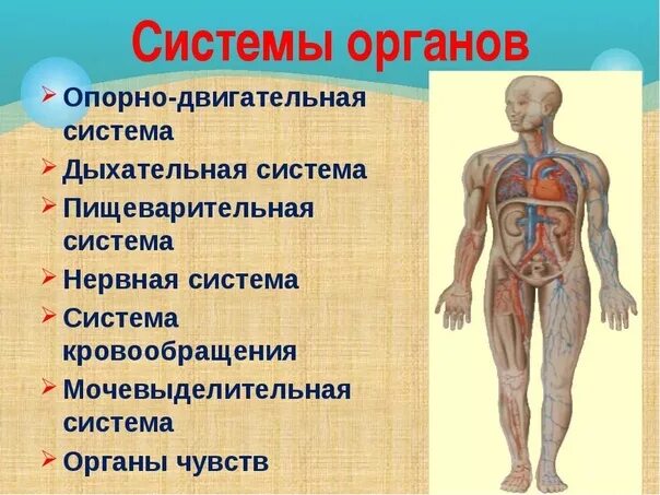 Строение человека система органов. Системаорганогв человека. Системы органов человека 4 класс. Органы человека для презентации. Системы органов человека 4 класс окружающий мир.