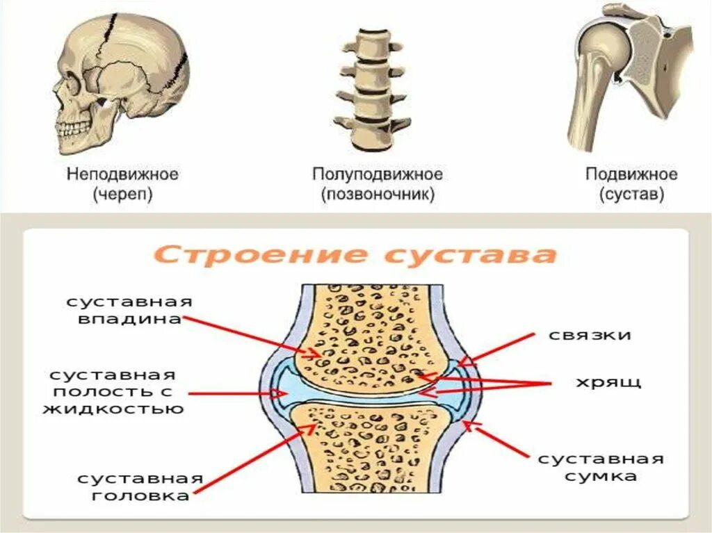 Полуподвижные и неподвижные кости. Подвижная полуподвижная неподвижная соединение костей. Соединение костей неподвижные полуподвижные суставы. Типы сочленения костей подвижное полуподвижное неподвижное. Полуподвижное соединение костей в позвоночнике.