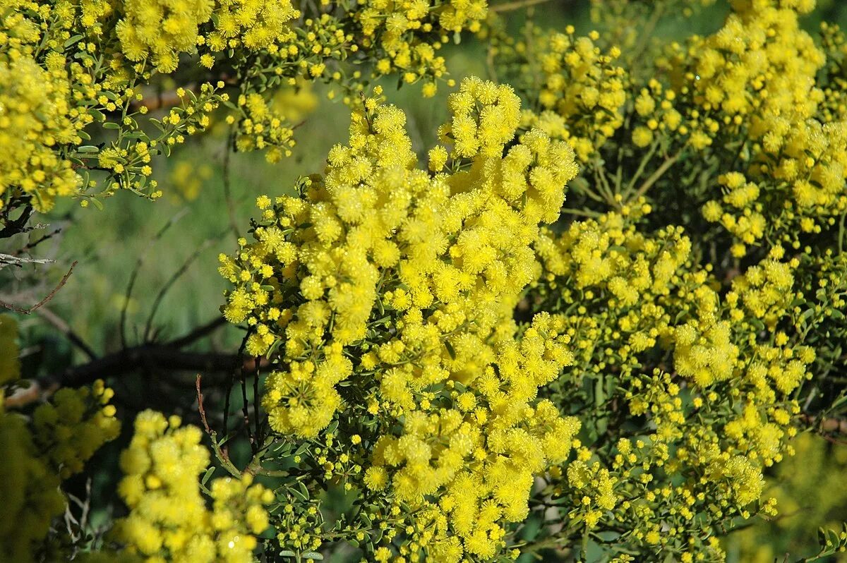 Акация в австралии. Acacia pycnantha. акация густоцветковая. австралийская золотая акация. австралийская мимоза.
