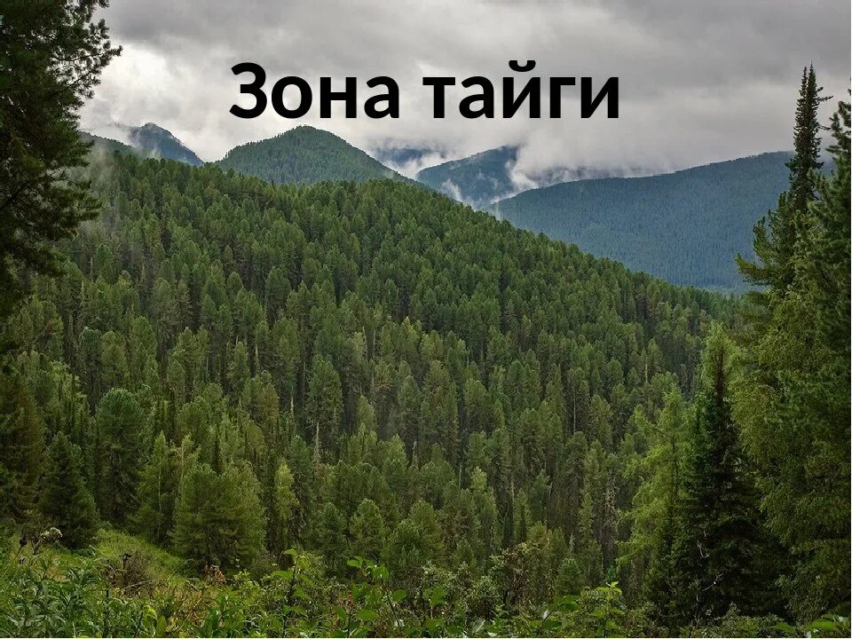 Тайга природная зона. Зона тайги в Евразии. Зона лесов Тайга. Лесные зоны Тайга.