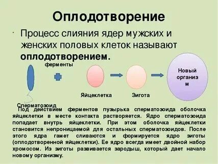 В результате чего образуется. В результате чего образуется