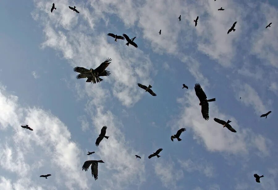 Белые птицы кружат над крышами слушать. Птицы в небе. Стая птиц. Много птиц в небе. Птицы кружатся.