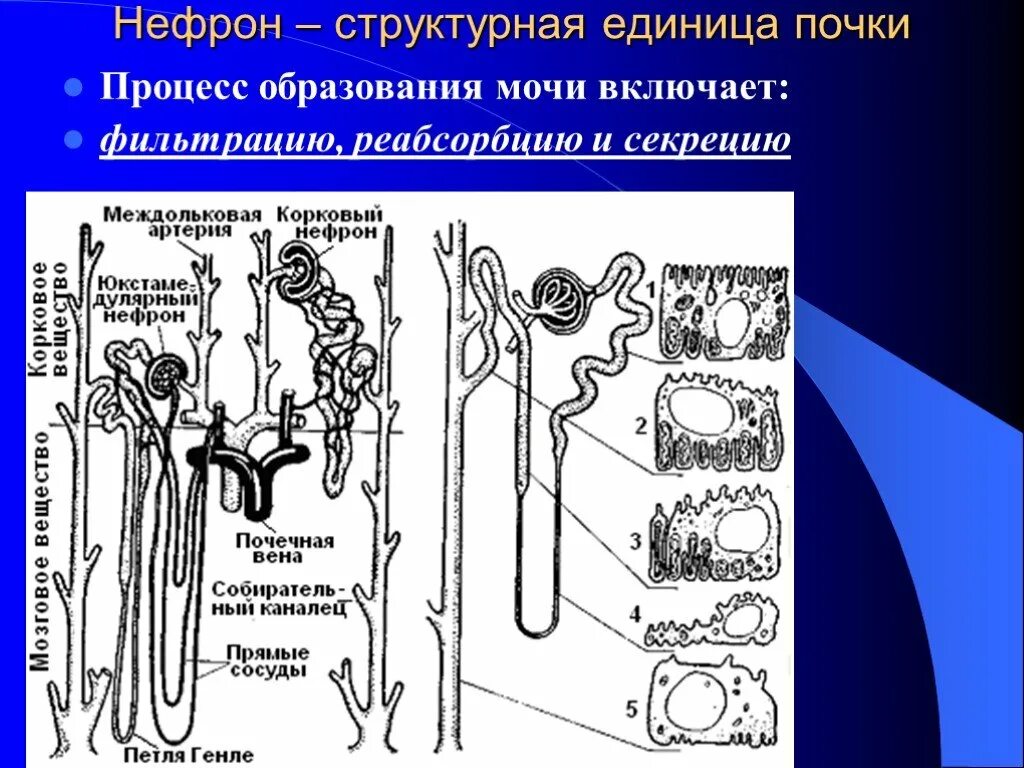 Нефрон мочеобразование. Строение нефрона механизм образования мочи. Почка процесс фильтрации нефрон. Схема строения нефрона образование мочи. Что образуется в нефроне