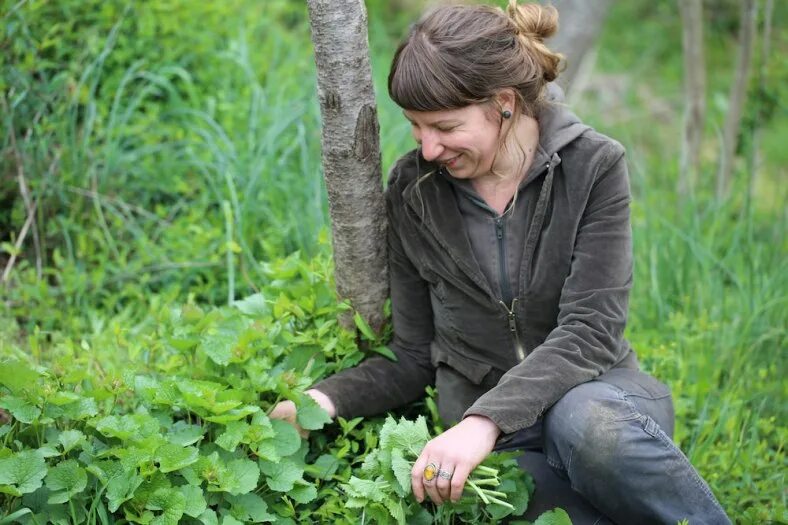 Toplamak. Harvest plants