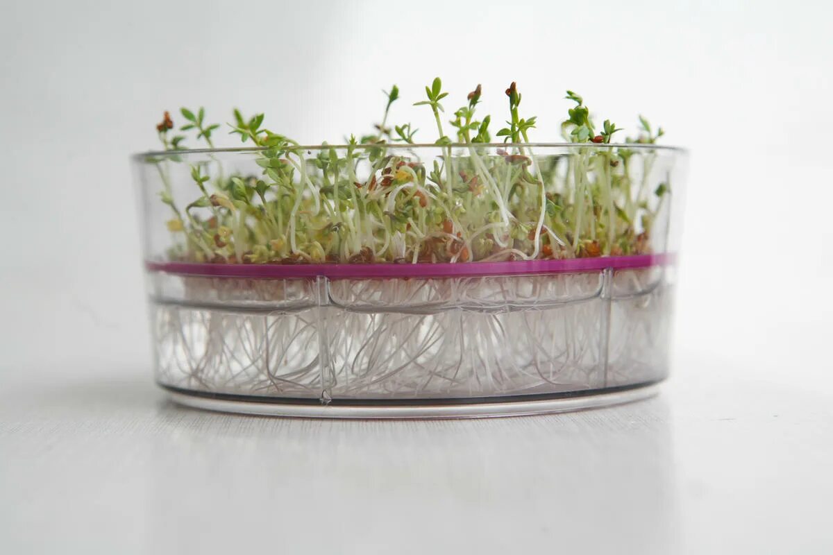 Микрозелень чиа. Микрозелень на марле. Проростки брокколи. Проращиватель здоровья клад. Микрозелень на кокосовом субстрате.